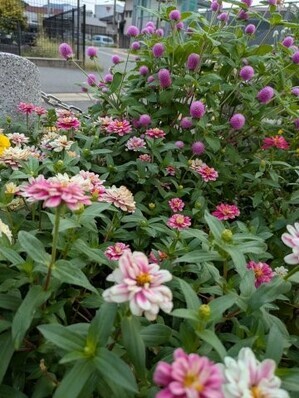 沼田公園の花壇の写真3