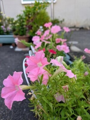 大原台集会所の花壇の写真2