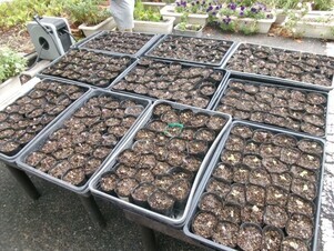 大塚公民館の花壇の写真3