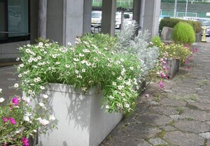スポーツセンターの花壇の写真2