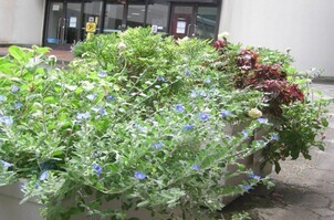 スポーツセンターの花壇の写真2