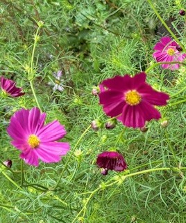 伴東三丁目11番沿いの畑の写真1