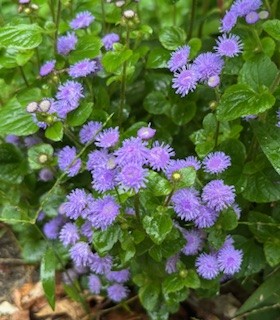 伴東三丁目11番沿いの畑の写真2