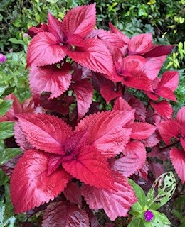 みんなの花壇の写真4