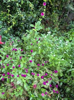 みんなの花壇の写真3