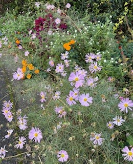 伴東三丁目11番沿いの畑の写真1