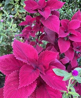 伴東三丁目11番沿いの畑の写真2