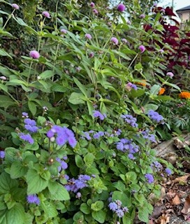 みんなの花壇の写真3