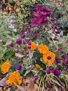 伴東三丁目11番沿いの畑の写真1