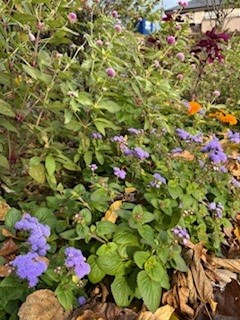 伴東三丁目11番沿いの畑の写真2