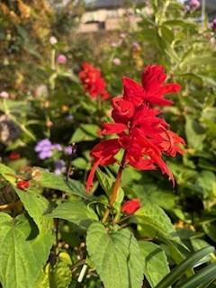 みんなの花壇の写真3