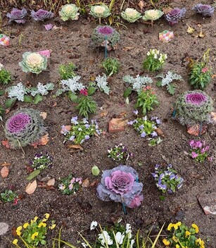 みんなの花壇の写真3