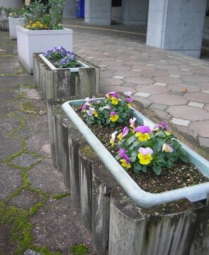 スポーツセンターの花壇の写真2
