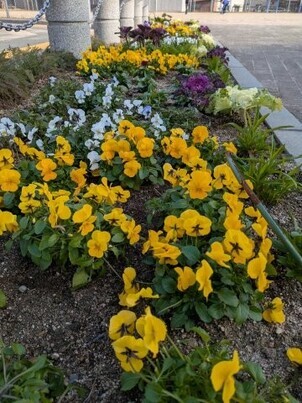 沼田公園の花壇の写真3