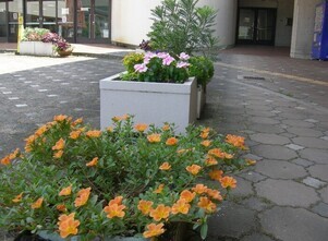 スポーツセンターの花壇の写真1