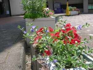 スポーツセンターの花壇の写真2