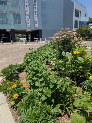 沼田公園の花壇の写真1