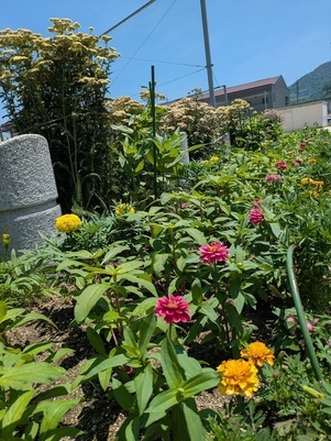 沼田公園の花壇の写真2