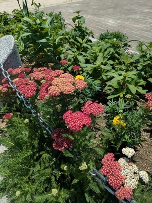 沼田公園の花壇の写真3