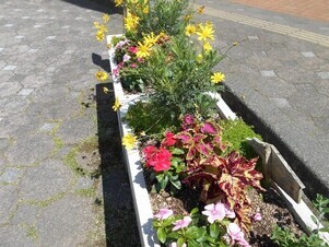 スポーツセンターの花壇の写真1