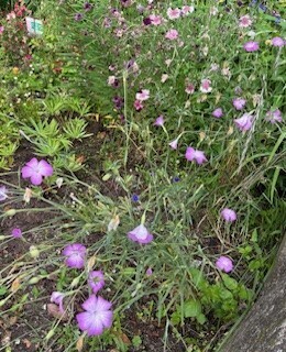 伴東三丁目11番沿いの畑の写真1