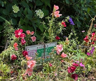 伴東三丁目11番沿いの畑の写真3