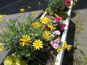 スポーツセンターの花壇の写真2