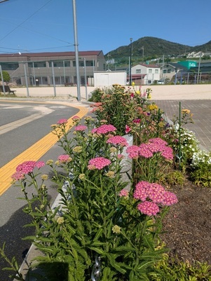 沼田公園の花壇の写真2