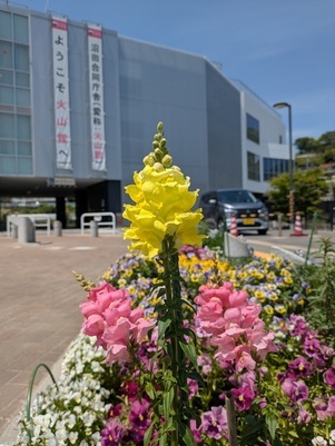 沼田公園の花壇の写真3