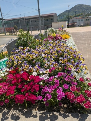 沼田公園の花壇の写真2