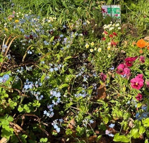 伴東三丁目11番沿いの畑の花壇の写真4