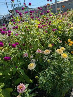 沼田公園の花壇の写真1