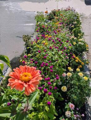 沼田公園の花壇の写真3
