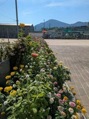 沼田公園の花壇の写真2