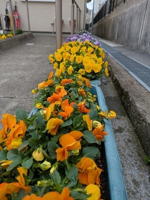 大原台集会所のプランターの写真1