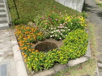大塚公民館の花壇の写真2