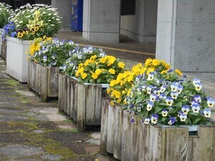 スポーツセンターの花壇の写真1
