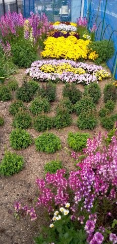 七軒茶屋ガーデンの花壇の写真1