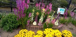 七軒茶屋ガーデンの花壇の写真2