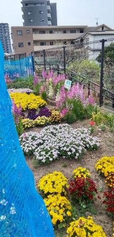 七軒茶屋ガーデンの花壇の写真2