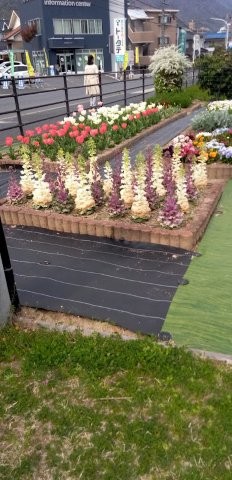 松原川緑地の花壇の写真1