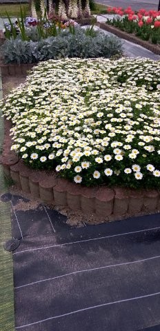 松原川緑地の花壇の写真2