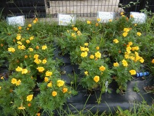 八敷公園の花壇の写真1