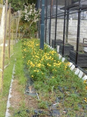 八敷公園の花壇の写真1