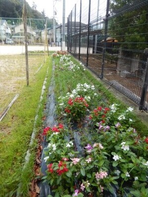八敷公園の花壇の写真1