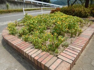 城山北中学校の花壇の写真1