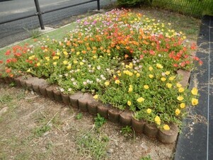 松原川緑地の花壇の写真1