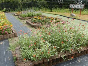 松原川緑地の花壇の写真2