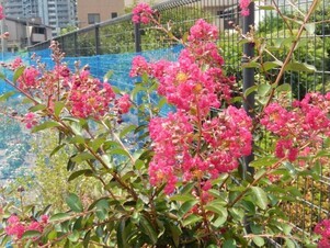 七軒茶屋ガーデンの花壇の写真1
