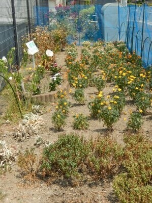 七軒茶屋ガーデンの花壇の写真2